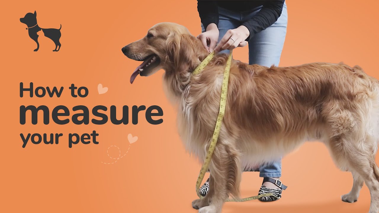 YouTube video preview