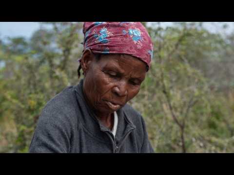 The SWM Programme promotes sustainable Devil's claw harvesting in Namibia