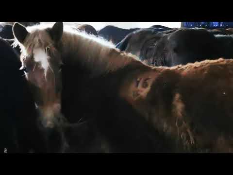 Mânjii la masa de seară, 9,10 luni, 0744782178 Herghelia Fitero