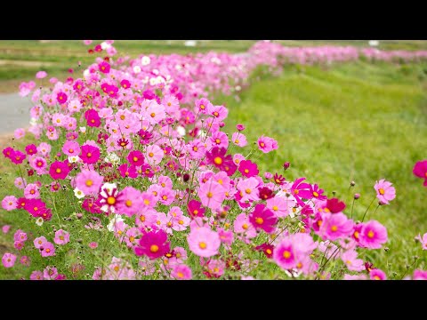 新阿蘇紀行（79.おごもり花公園）