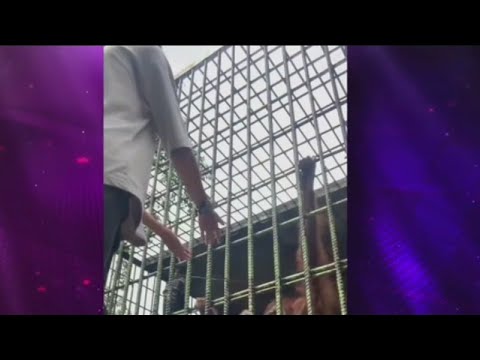 Orangutan grabs man at zoo