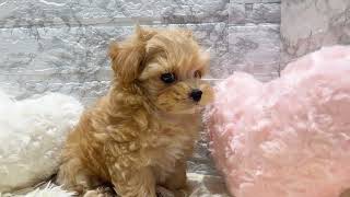 ハーフ犬の動画01