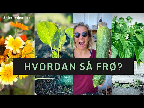 HVORDAN SÅ FRØ? Slik sår vi frø i mai og juni! 🌱 Dyrking for nybegynnere i egen hage.