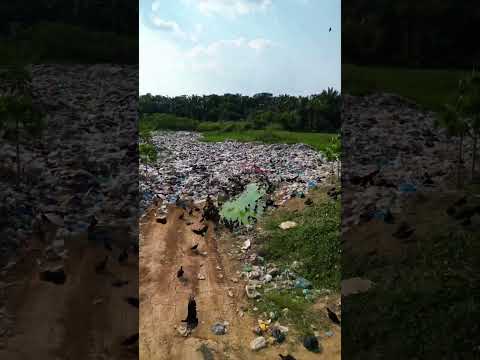 Lixão a céu aberto em Manicoré😱