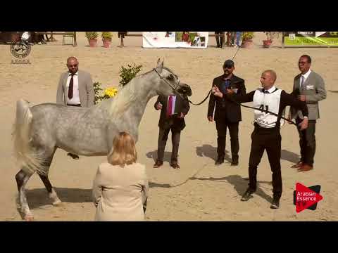 N.41 ABHA ZANZYBAR - 2017 SPANISH NATIONALS - 3 Years Old Colts (Class 6)