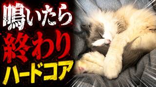 ちおちゃん 鳴いたら終わりハードコア