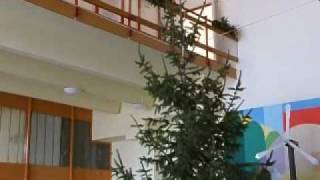 Fenyőállítás az aulában 2009.12.16.