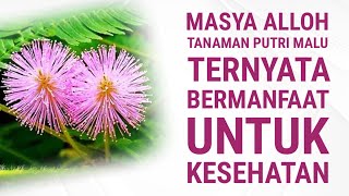 Download lagu MUST KNOW!! 14 Health Benefits of Boiled Mimosa Plant Water That You Must Know mp3