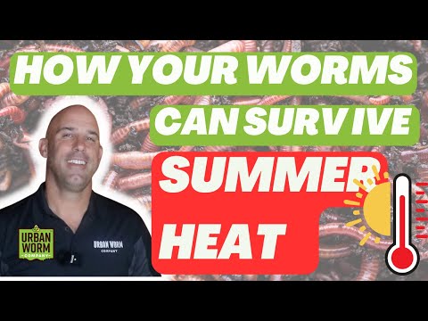6 Ways to Keep Your Worms Cool During the Summer Heat