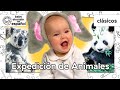 Bebé Noah Expedición De Animales Clásicos De Baby Einstein BabyEinsteinenEspanol