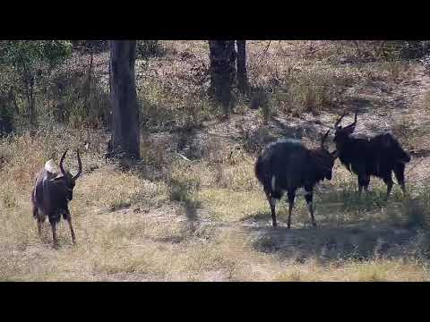 Djuma: Nyala bull bachelor group - 12:12 - 08/01/20