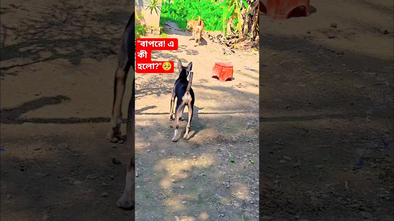 অচেনা কুকুর তাড়ালো চিকু, তারপর ধোসার মরণঝাঁপ! 🐶💥🐱 #Shorts #ChikuDhosa #viral