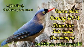 Download lagu SUARA PIKAT&MASTERAN BURUNG RAMBATAN PARUH MERAH (RPM) RIBUT DI ALAM LIAR mp3