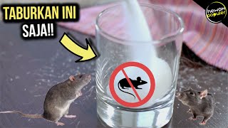 Download lagu House Mice Gone Forever, Here's How to Get Rid of Mice in Your Home Using Natural Ingredients mp3