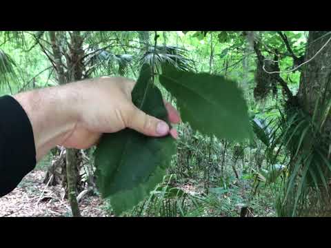 スワンプオーク 植物