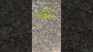 柳の綿はまだ飛んでいる