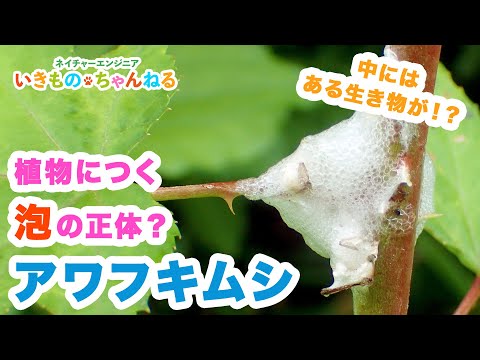 Parascalops breweriについて詳しく解説