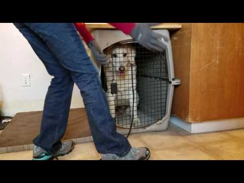 Crate Training | How to get stubborn dogs into the crate (Clark)