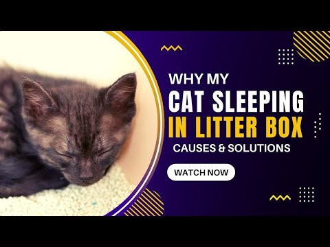 Why Is My Cat Sleeping in the Litter Box?Causes & Solutions What To Do