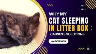 Why Is My Cat Sleeping in the Litter Box?Causes & Solutions What To Do