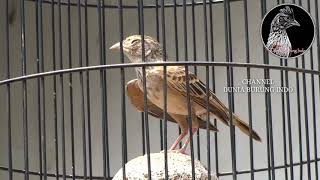 Download lagu pancingan ampuh suara branjangan parva gacor joss||dunia burung indo mp3