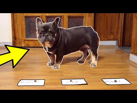 COOPER KUTYA VÁLASZT JÁTÉKOT !!!!!