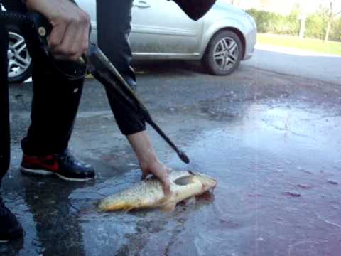 Odakle se cisti riba?? Bujić Mateo u akciji...