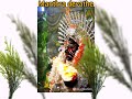 Manthra Devathe