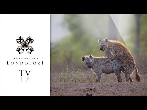 Incredible Footage: Hyenas Mating - Londolozi TV
