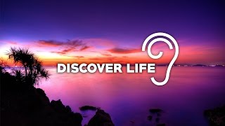 Uppermost - Discover Life