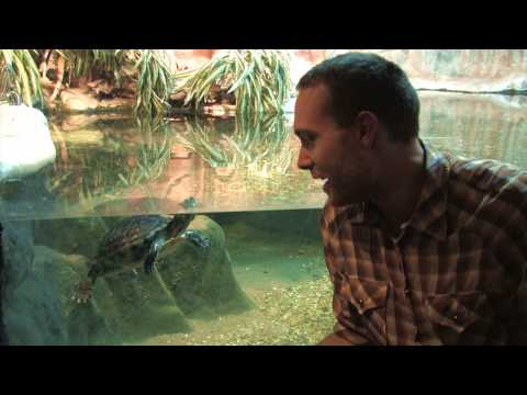 Fem små filmer om evolution: Avsnitt 2 (5)