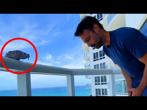 Un oiseau très poli ! - Les oiseaux les plus drôles du monde