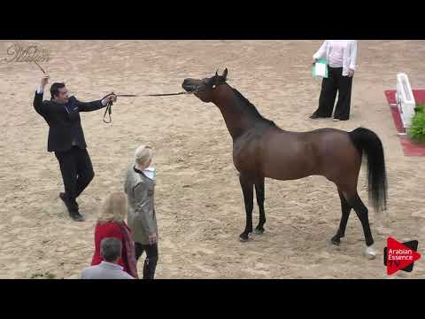 N.85 FEUER JADE - Milan 2018 - 4-6 Years Old Stallions (Class 10)