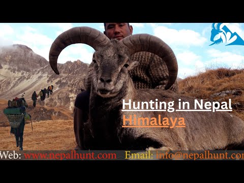 Hunting in Nepal Himalaya | Himalayan Wildlife Outfitters, Nepal Hunt
