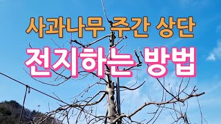 사과나무 주간 상단 전지하는 방법