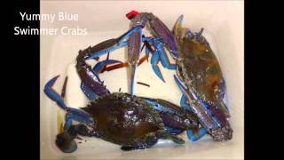 #7 Free Camp Parara Rd Ardrossan SA Yorke Peninsula