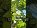 Beli Mogra Flowers Growsip Garden Plants Nature Mogra Shortvideo Shorts Short Ytshorts