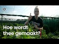 Hoe wordt thee gemaakt?