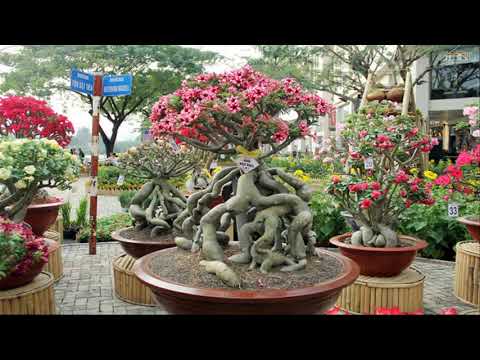 The Most Beautiful Plumeria Flower In The World