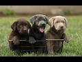 Labrador Retriever dogs for sale: Karina  - Video 1