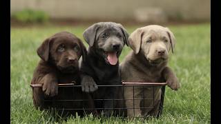 Video preview image #1 Labrador Retriever Puppy For Sale in COATESVILLE, PA, USA
