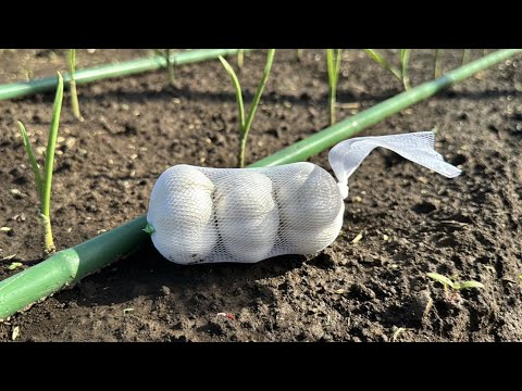 スズランか野生ニンニクか?これらの違いがあります 植物