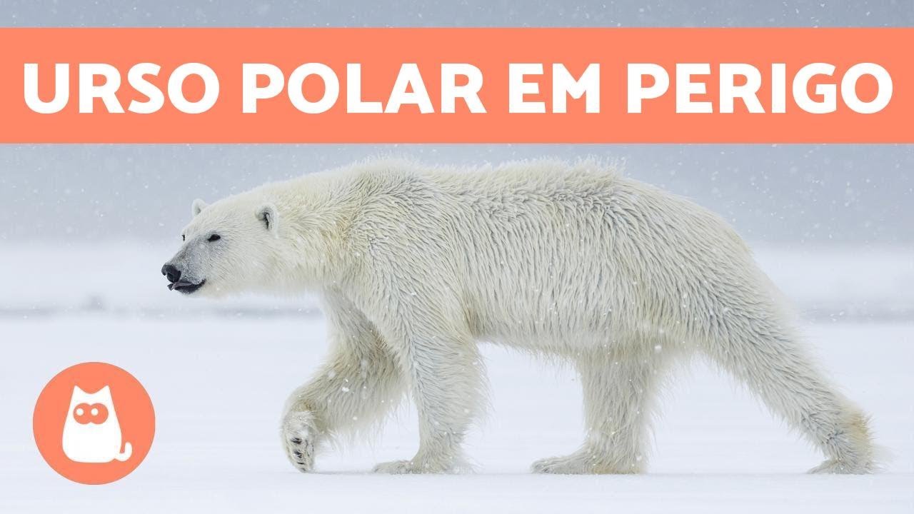 O URSO POLAR está em extinção? ⚠️