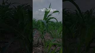 Download lagu story wa akhir bulan mp3