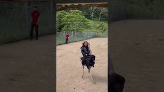 Crazy Ostrich Ride China!! #riding #ridinggoals #ostrichbird #ostriches #ytshorts #shorts