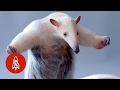 The Tough Skinned Tamandua Is Hard As Nails