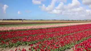 preview picture of video 'Traveller: The Netherlands, Lisse, tulip fields'
