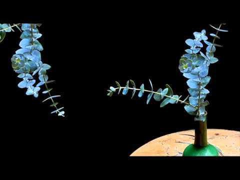 A. Vivaldi: Il Tigrane (RV 740) / II/XI Aria [Oronte]: Farà la mia spada / P. Jaroussky (Live 2005)