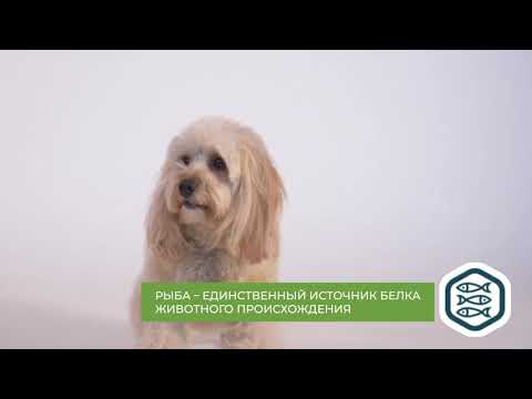 Миниатюра изображения товара Сухой корм для собак Alleva Equilibrium Сенситив с океанической рыбой / P6008 (12кг)