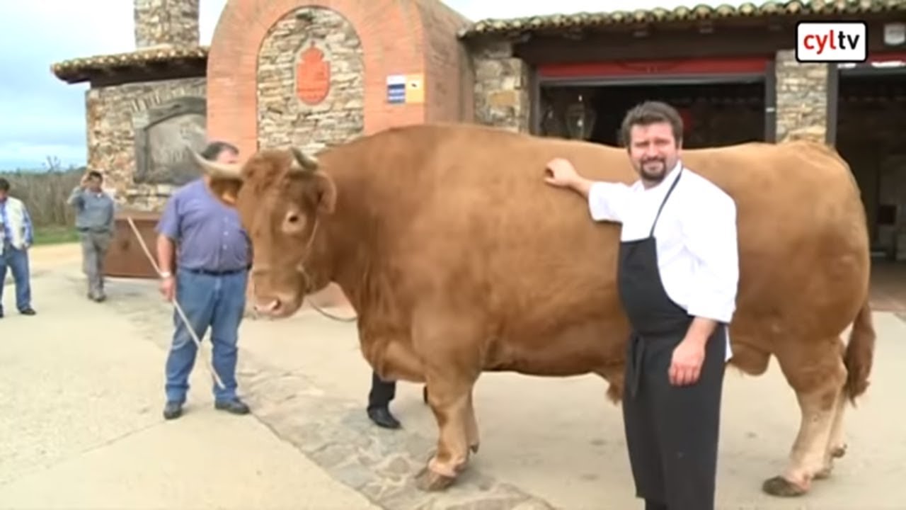 Llega a León un buey de dos toneladas por el que han pagado 30.000 euros